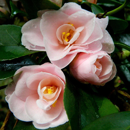 Peach Camellia Seeds