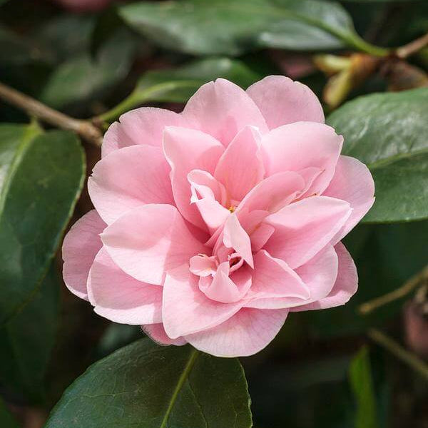 Peach Camellia Seeds