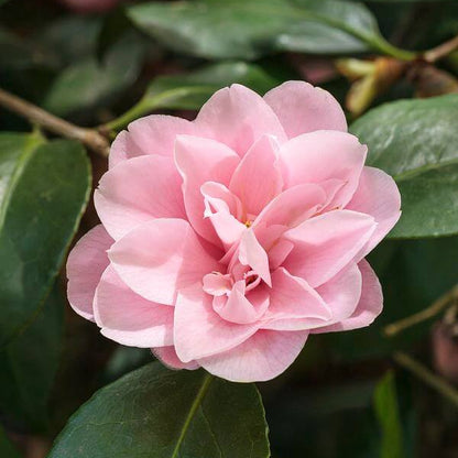 Peach Camellia Seeds