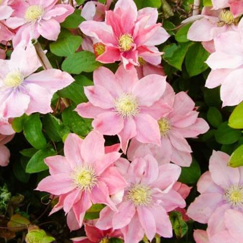Peach Clematis Seeds