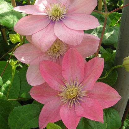 Peach Clematis Seeds
