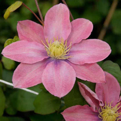 Peach Clematis Seeds