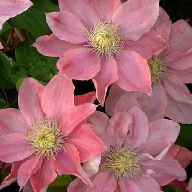 Peach Clematis Seeds