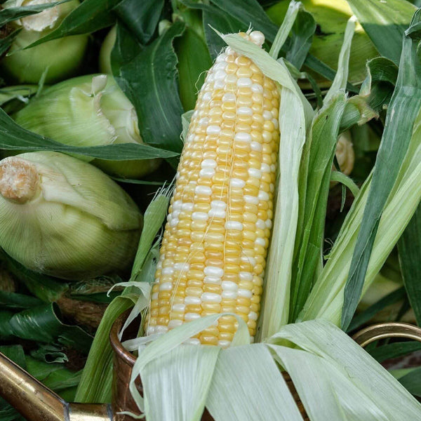 Peach Cream Corn Seeds 