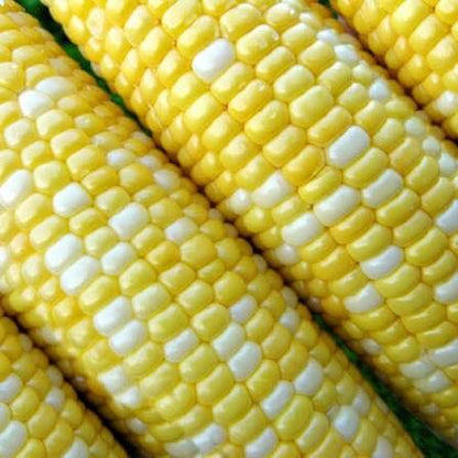 Peach Cream Corn Seeds 