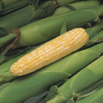 Peach Cream Corn Seeds 