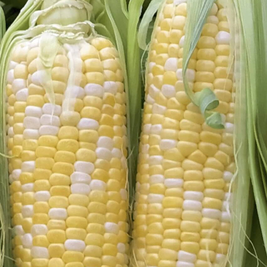 Peach Cream Corn Seeds 