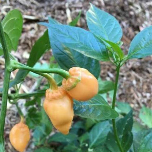 Peach Habanero Seeds 
