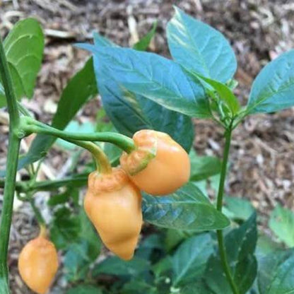 Peach Habanero Seeds 
