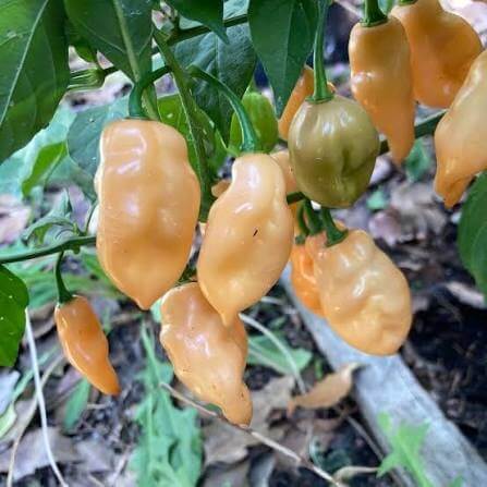 Peach Habanero Seeds 