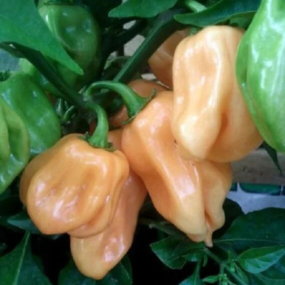 Peach Habanero Seeds 