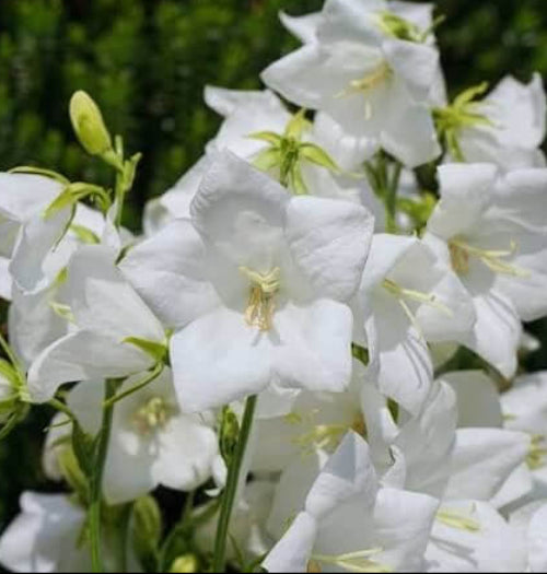 Peach Leaved Bellflower Seeds