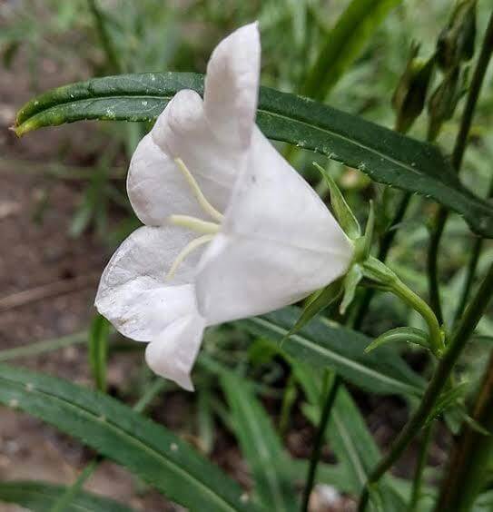 Peach Leaved Bellflower Seeds