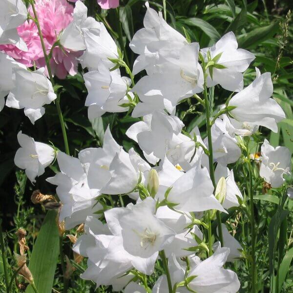 Peach Leaved Bellflower Seeds