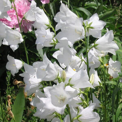 Peach Leaved Bellflower Seeds