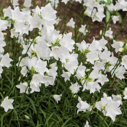 Peach Leaved Bellflower Seeds