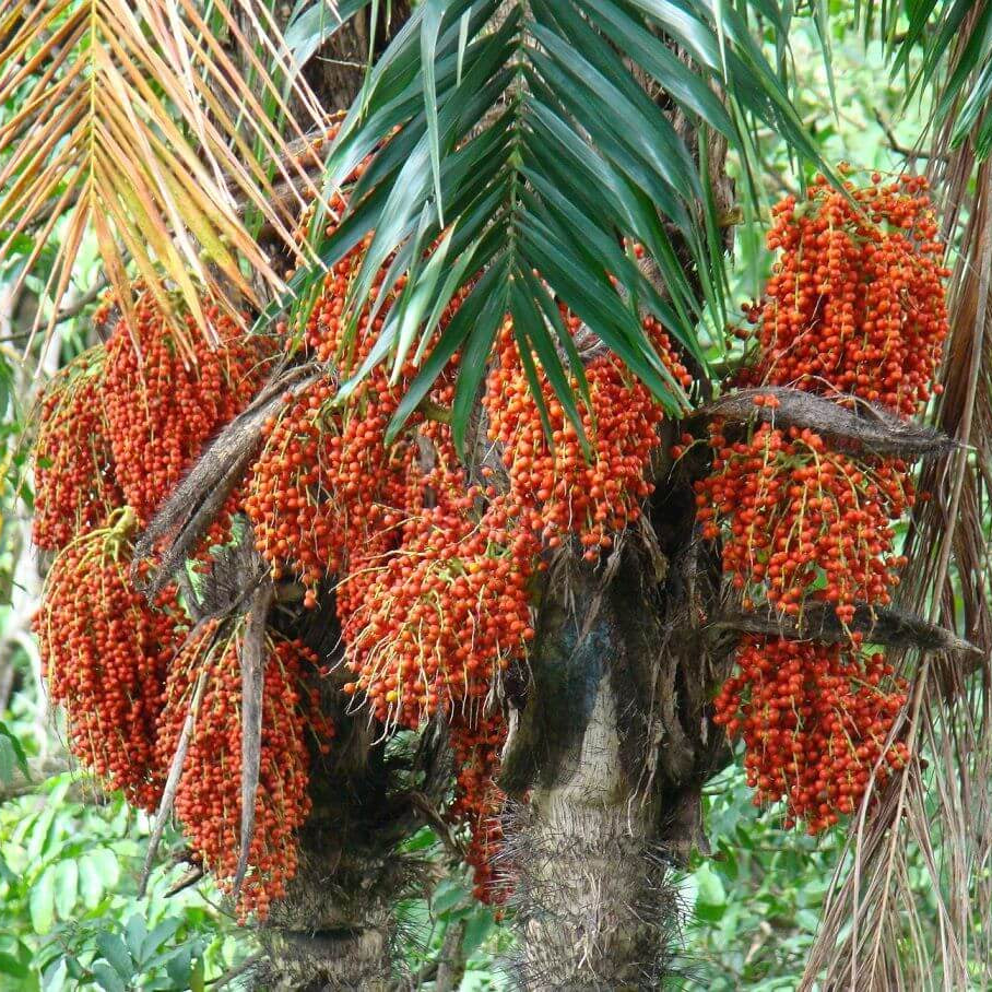 Peach Palm Seeds 