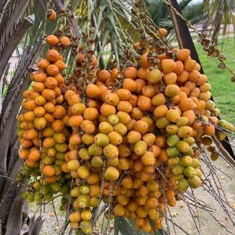 Peach Palm Seeds 