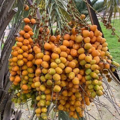 Peach Palm Seeds 