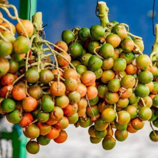 Peach Palm Seeds 