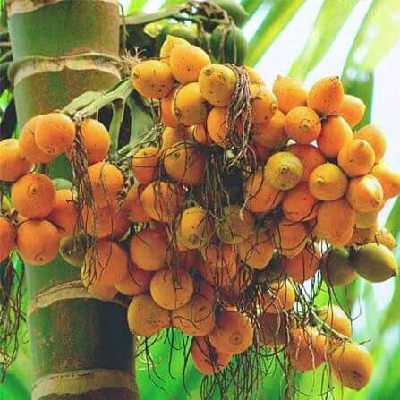 Peach Palm Seeds 
