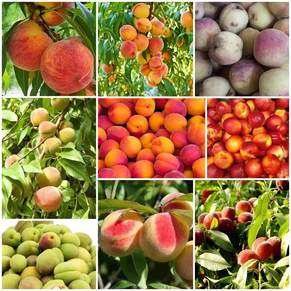 Peach Seeds 