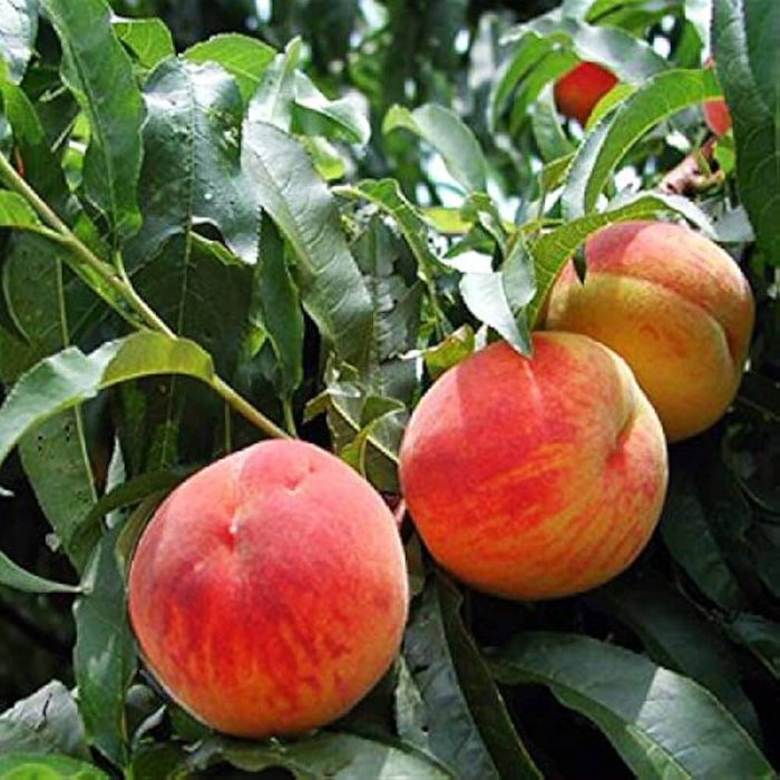 Peach Seeds - Fruit for Home Gardens