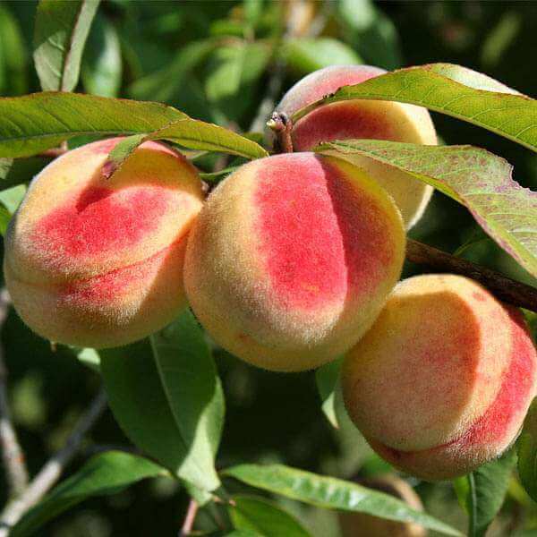 Peach Seeds - Fruit for Home Gardens