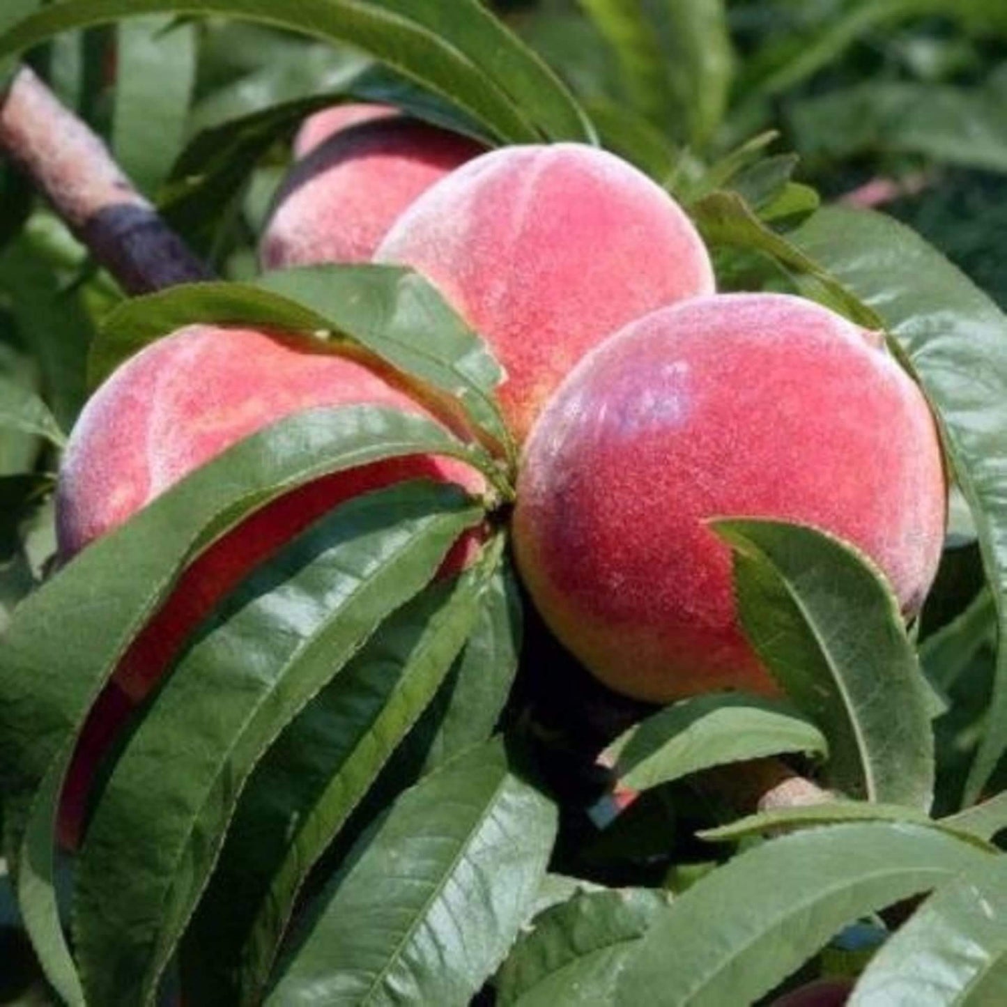 Peach Seeds - Fruit for Home Gardens