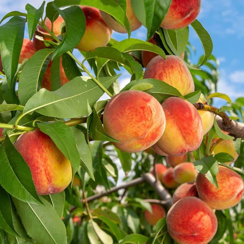 Peach Seeds 