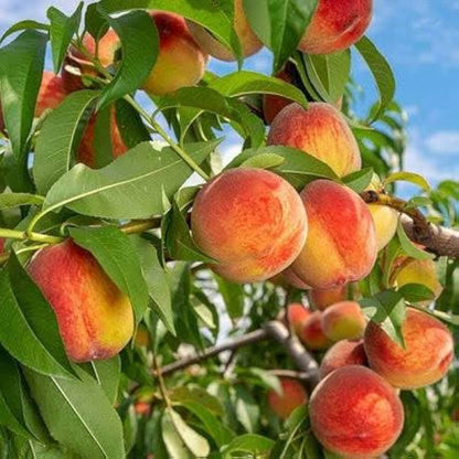 Peach Tree Seeds