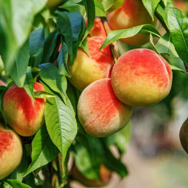 Peach Tree Seeds