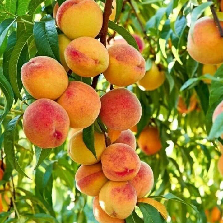 Peach Tree Seeds