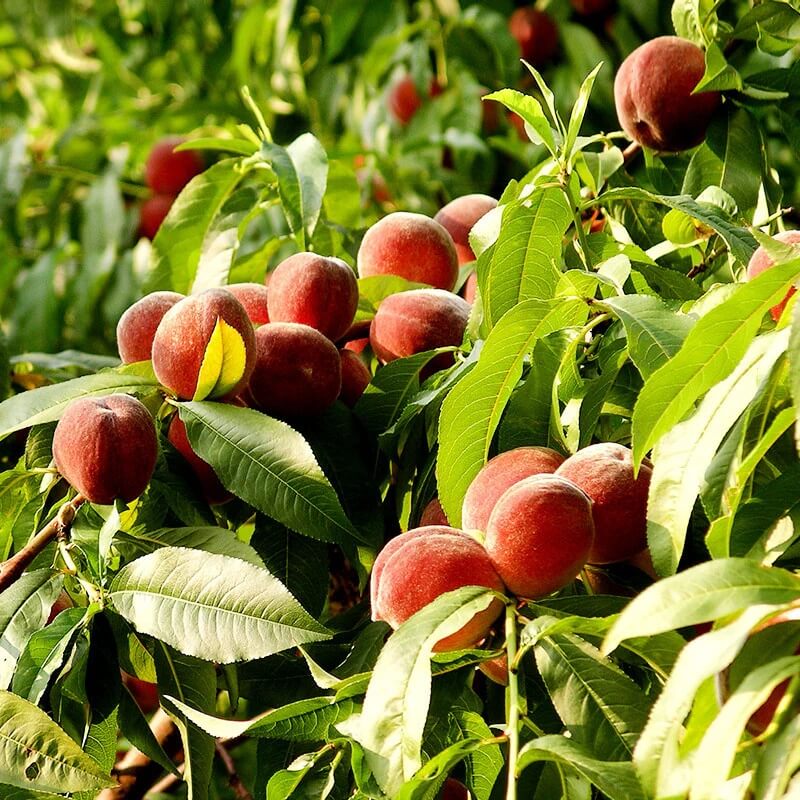 Peach Tree Seeds
