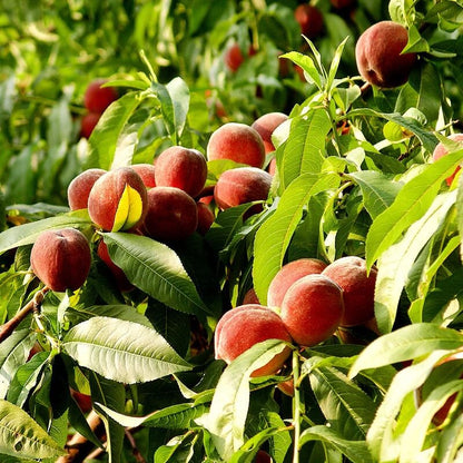Peach Tree Seeds
