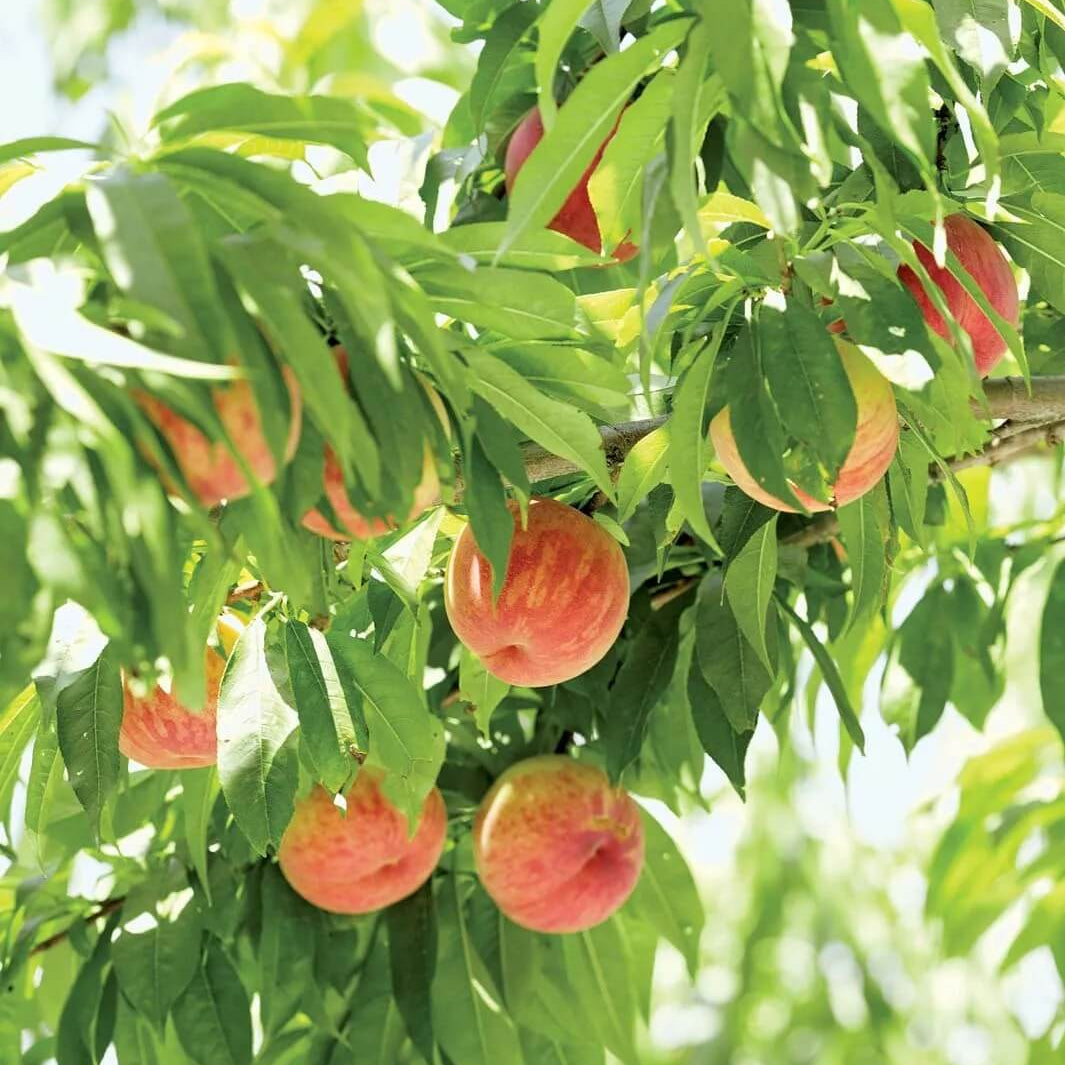 Peach Tree Seeds