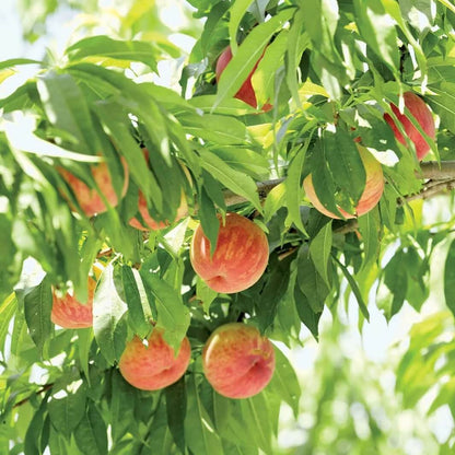 Peach Tree Seeds