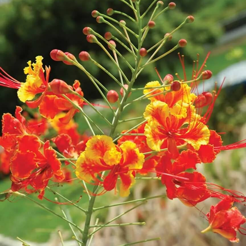 Peacock Pride of Barbados Seeds