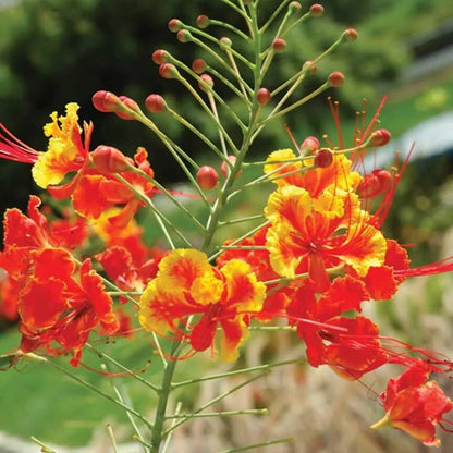 Peacock Pride of Barbados Seeds