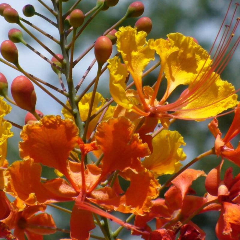 Peacock Pride of Barbados Seeds