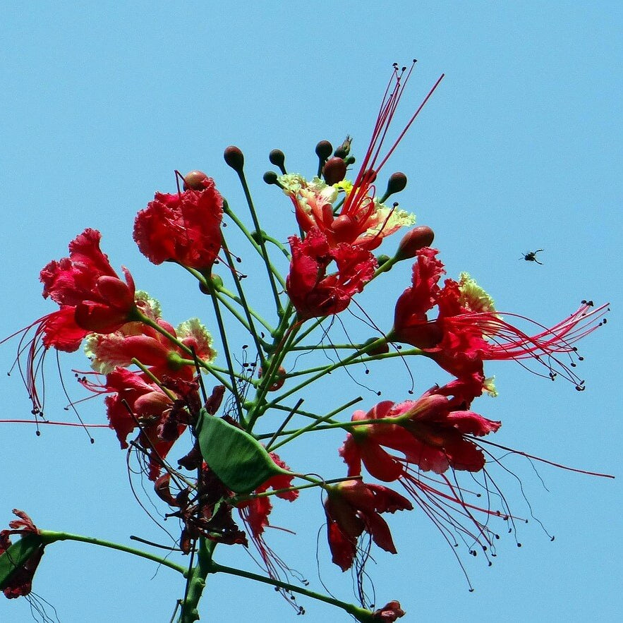 Peacock Pride of Barbados Seeds