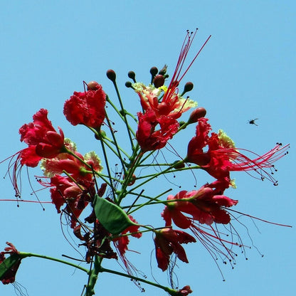 Peacock Pride of Barbados Seeds