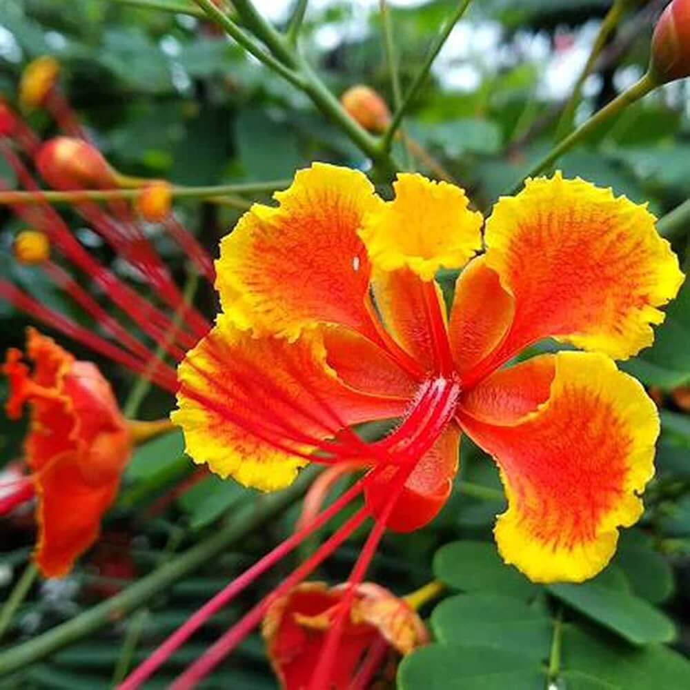 Peacock Pride of Barbados Seeds