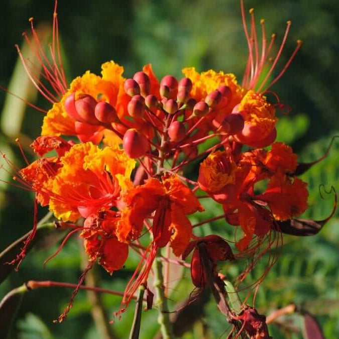 Peacock Pride of Barbados Seeds