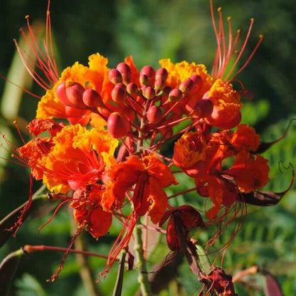 Peacock Pride of Barbados Seeds