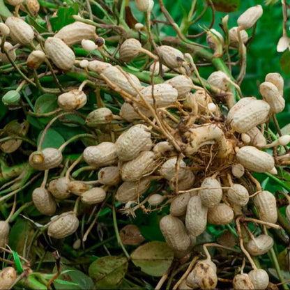 Peanut Crop Seeds 
