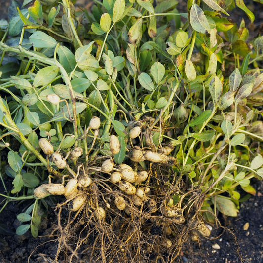 Peanut Seeds - Vegetable Plant for Home Gardens