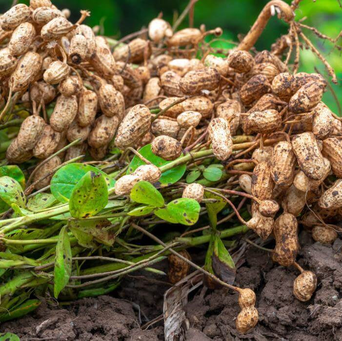 Peanut Seeds 