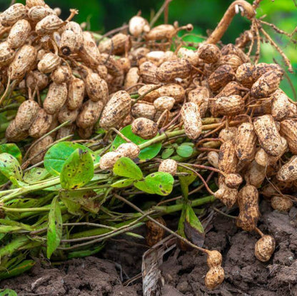 Peanut Seeds 