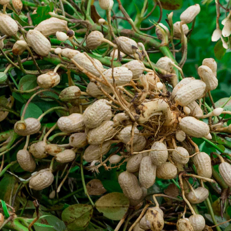 Peanut Seeds 